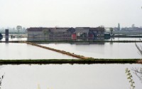 risaie